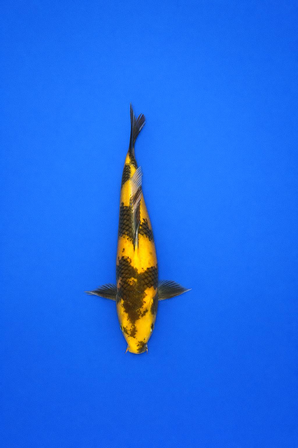 OTS - 001 - 695EUR OTS - 001 - 695EUR