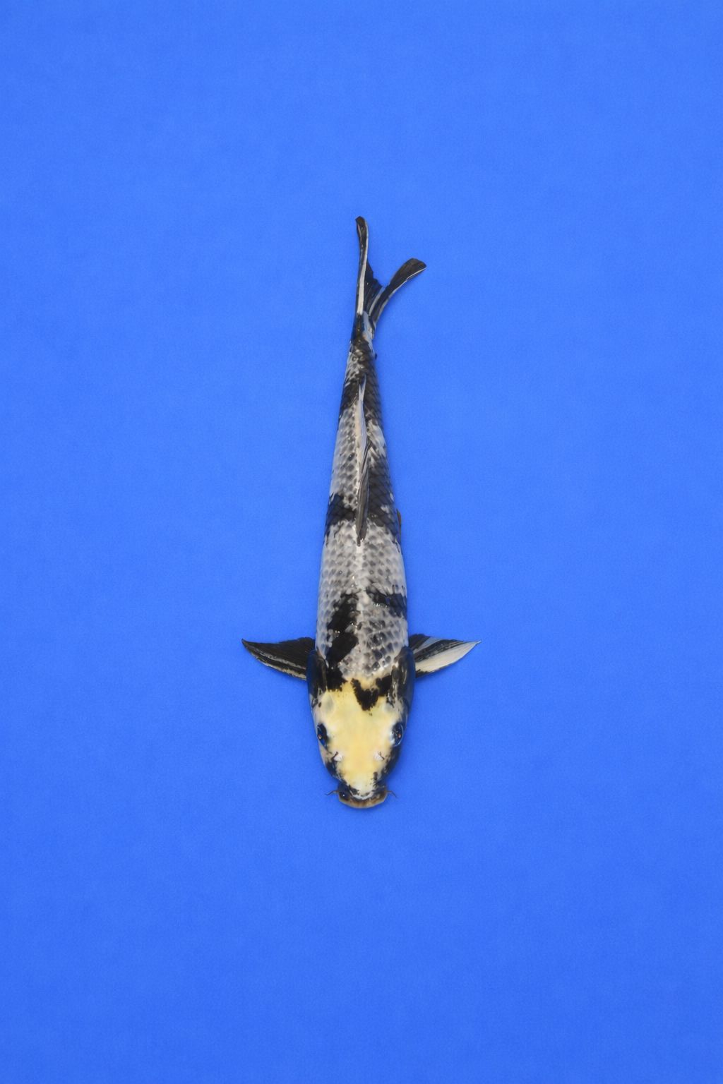 OTS - 009 - 695 EUR OTS - 009 - 695 EUR