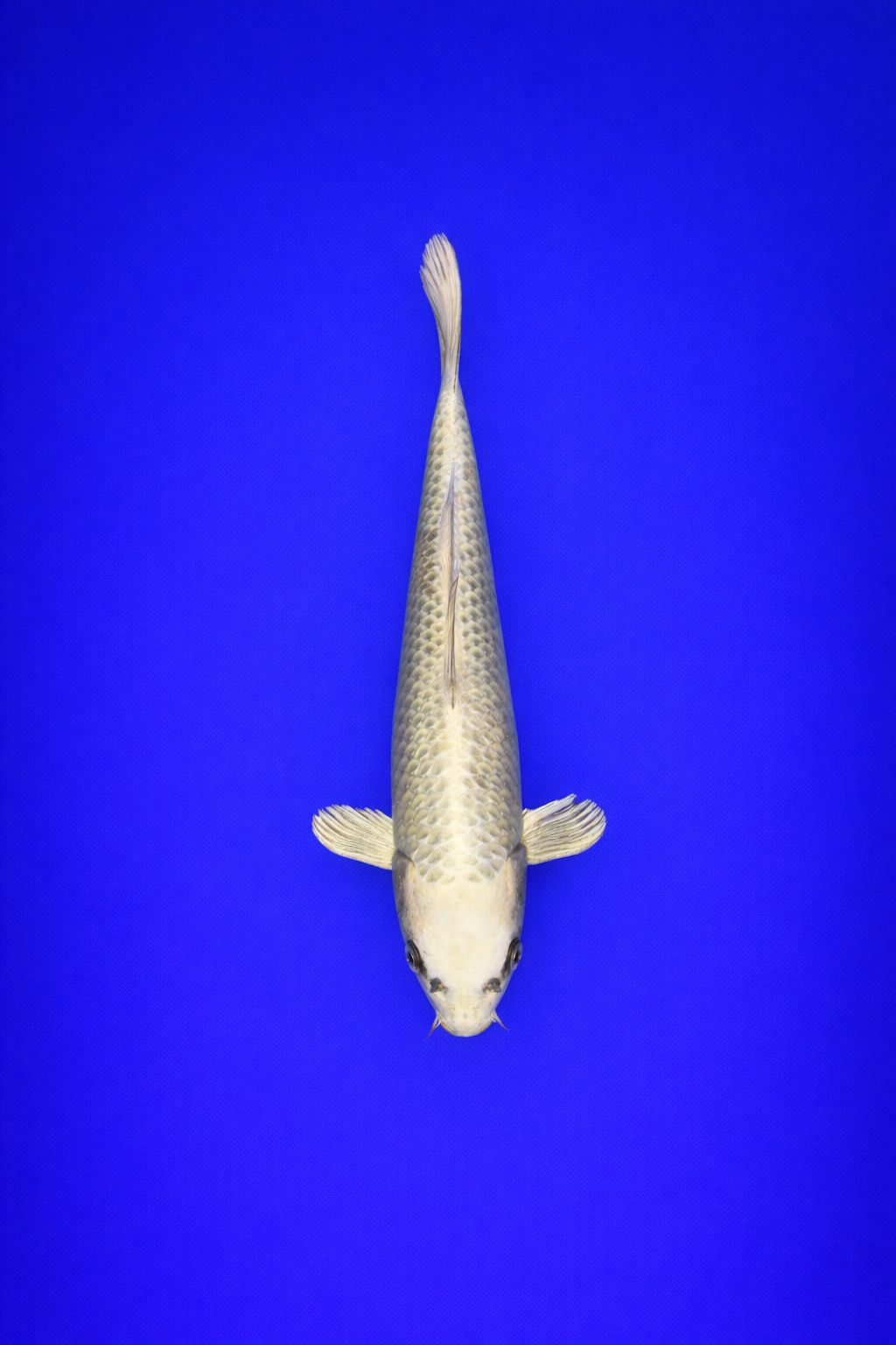 UNI - 103 - 395EUR UNI - 103 - 395EUR