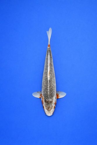 WD - 001 - 395EUR WD - 001 - 395EUR