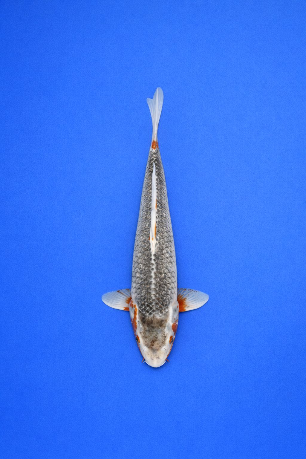 WD - 001 - 395EUR WD - 001 - 395EUR