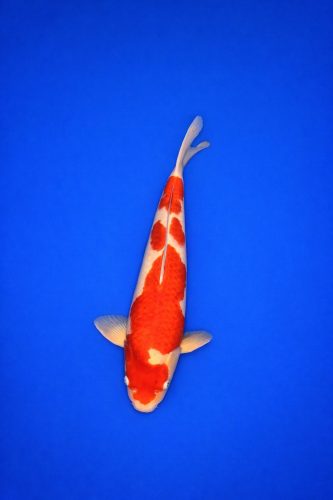 WhatsApp Image 2026-01-18 at 22.21.46