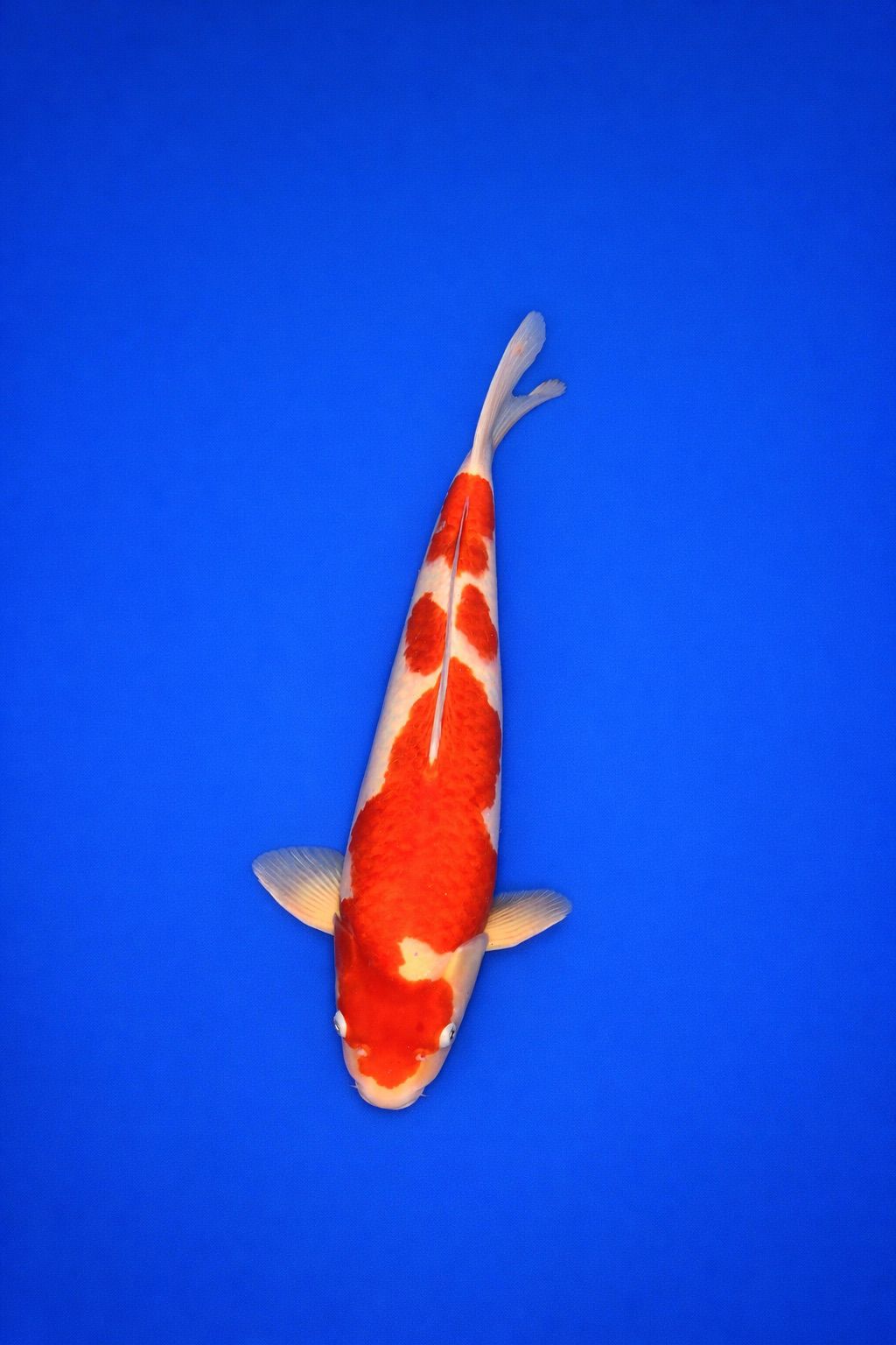 WhatsApp Image 2026-01-18 at 22.21.46