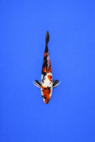 YAG - 009 - 795EUR YAG - 009 - 795EUR