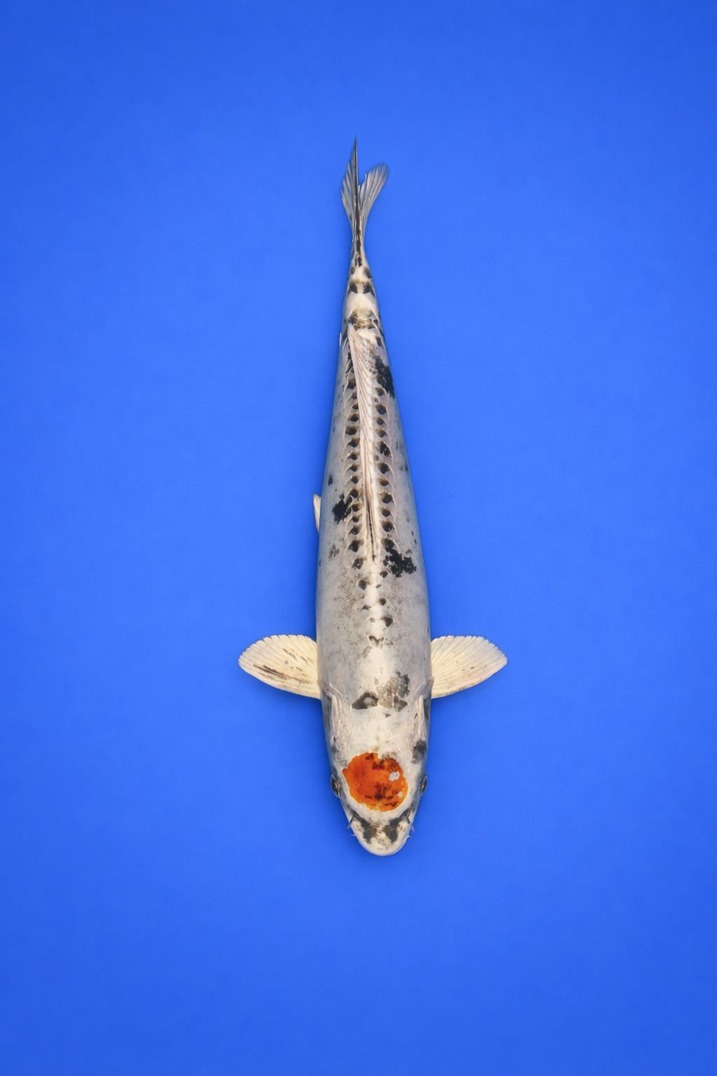 a7d11c07-10a2-40f7-8389-313b036b9bd7