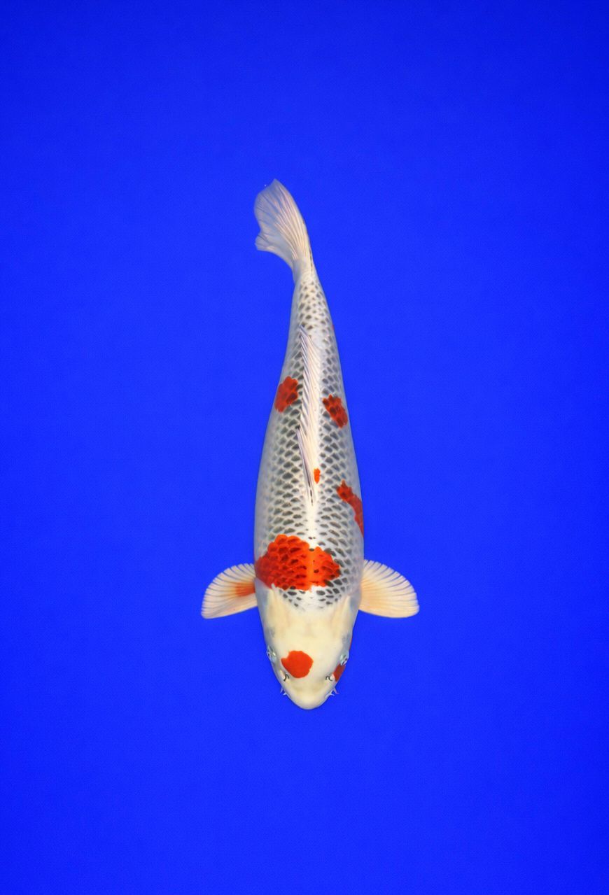 a8980f38-19ea-4268-8044-73aa09e15d8d