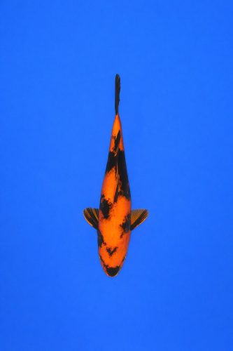 a91dbe5c-24eb-4ab3-b438-33d2eedb9200