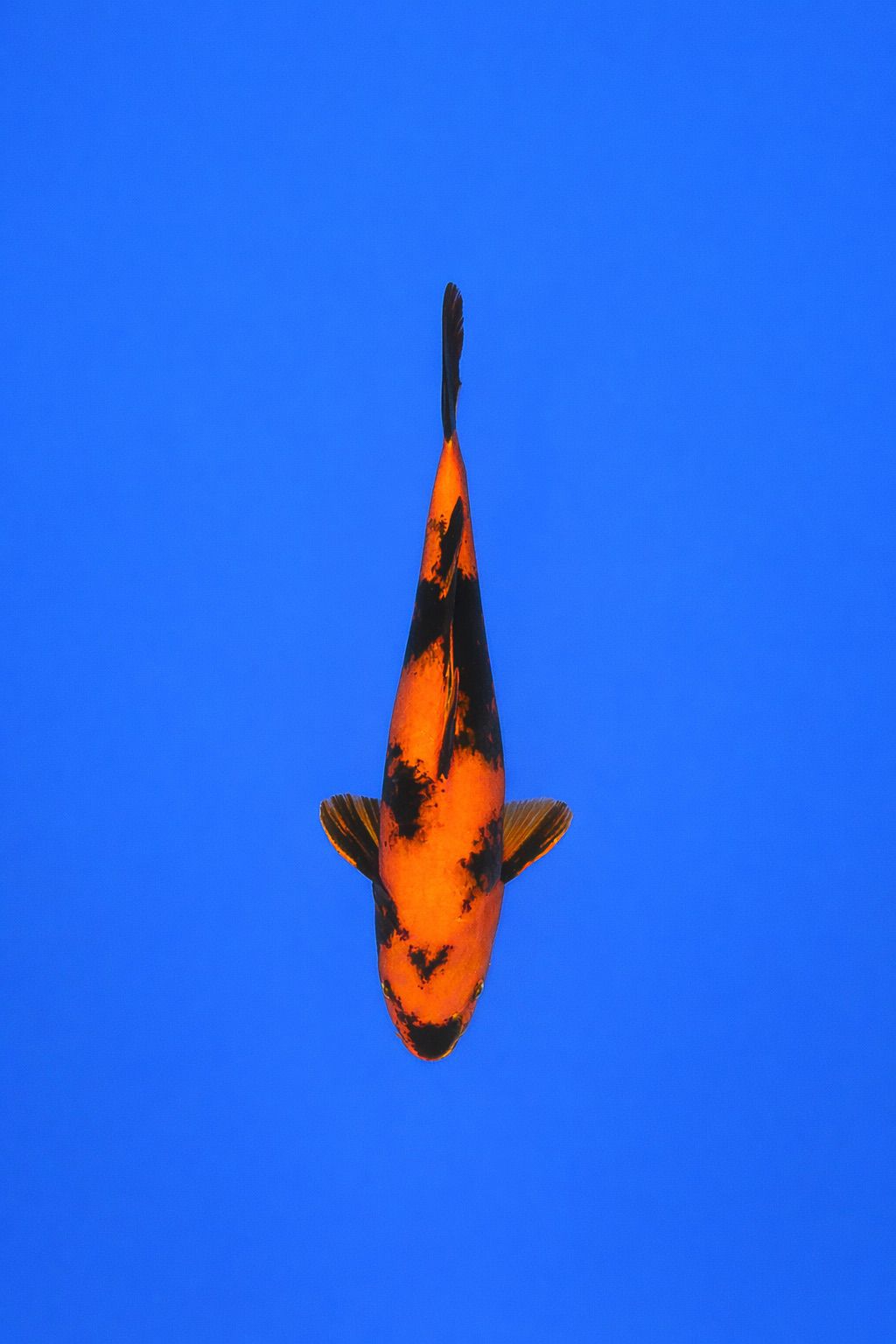 a91dbe5c-24eb-4ab3-b438-33d2eedb9200