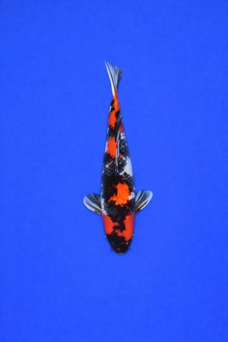 ae1c658c-78c2-49db-aa4d-998c7c60e788