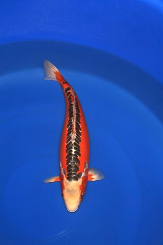 ba73f442-f8d1-4bfd-8577-667b69dc7e40