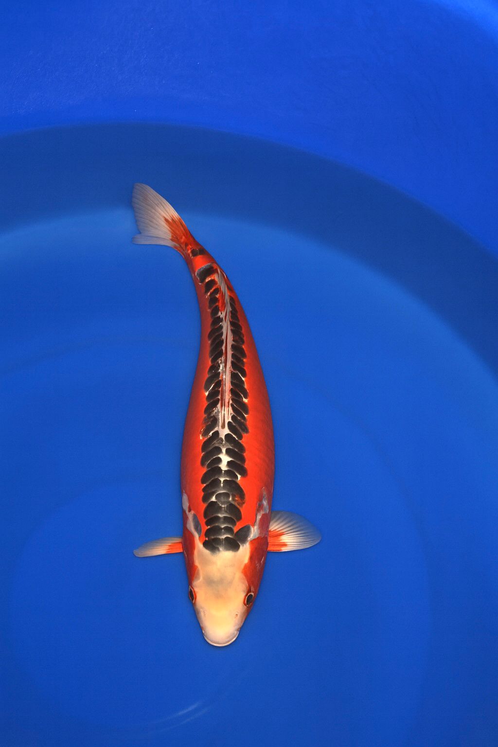 ba73f442-f8d1-4bfd-8577-667b69dc7e40