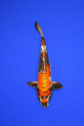 bfa88b05-a717-49bc-bf22-4093242aec9a