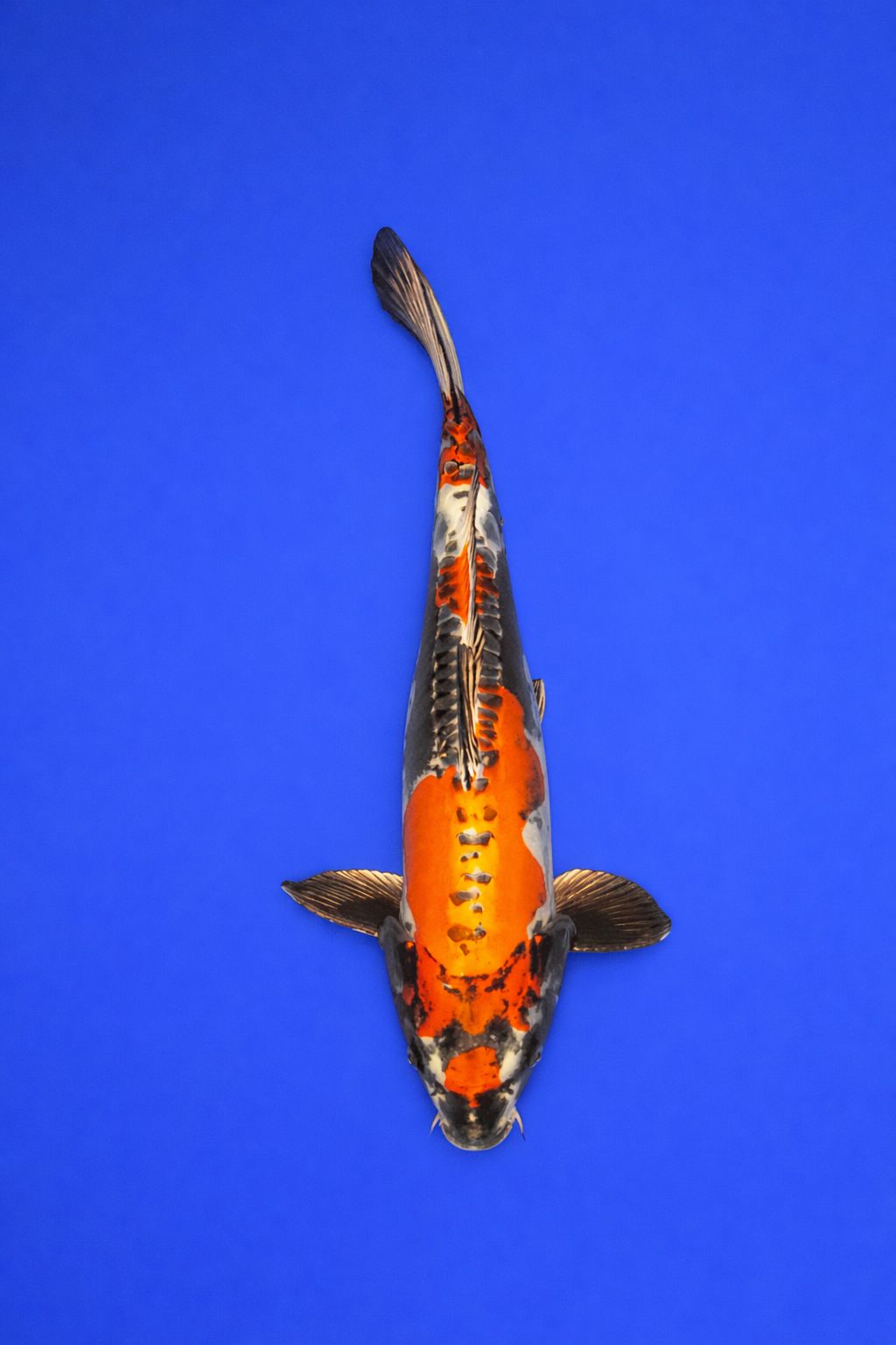 bfa88b05-a717-49bc-bf22-4093242aec9a