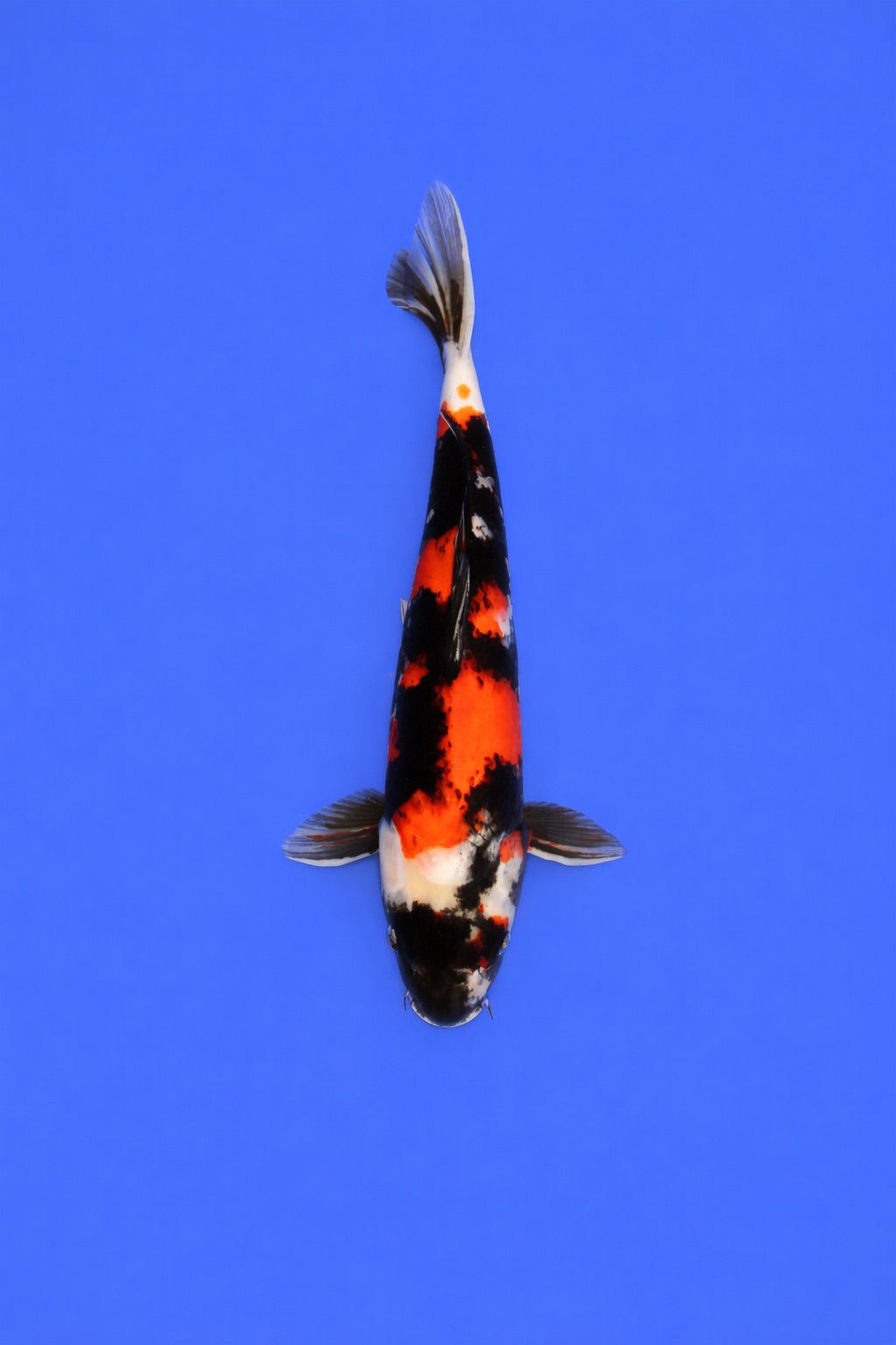 c0ed1608-1815-44fa-bb0d-923ed011d9c9