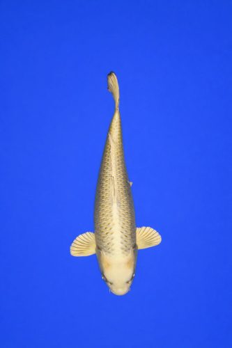 c1933d74-05b7-4a7f-9635-06713d2f335f