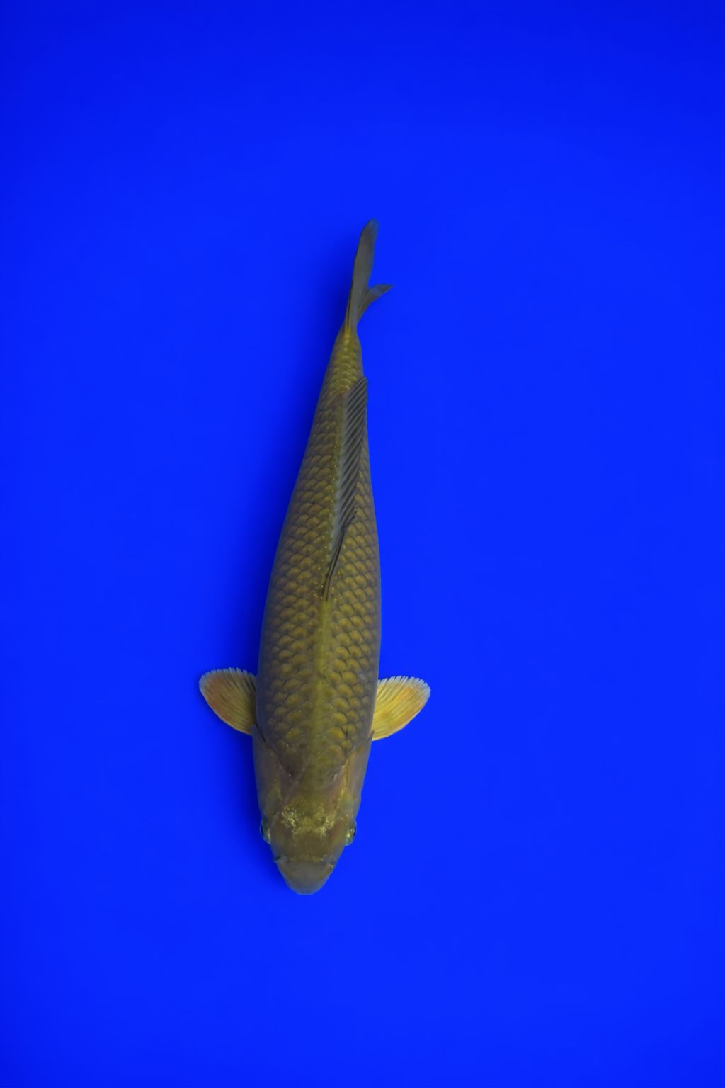 c376a38a-4127-4ed2-9204-e28f7d2acc6d