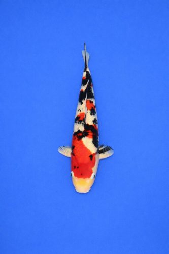 c8bd2837-96a7-4f49-9a58-9236f43ff7b5