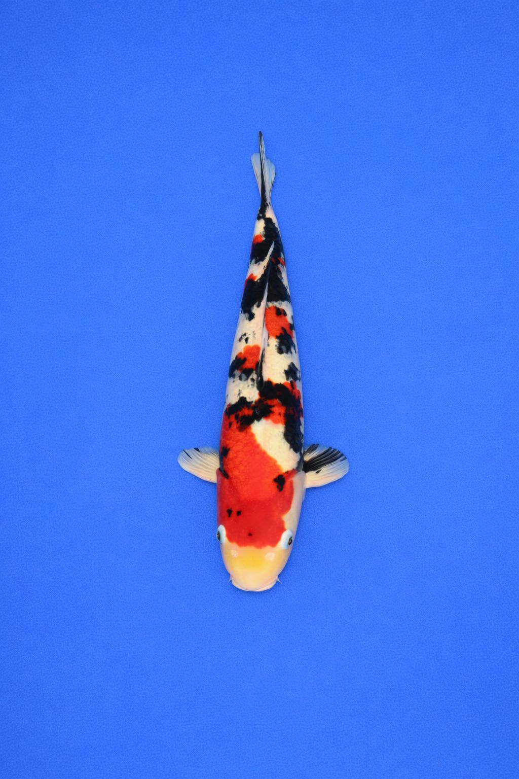 c8bd2837-96a7-4f49-9a58-9236f43ff7b5