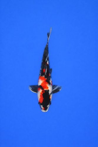 d2874334-e49e-4721-9ec6-8cb4b14ada8f d2874334-e49e-4721-9ec6-8cb4b14ada8f