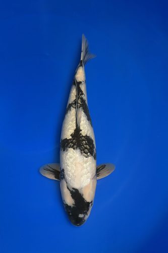 d34c15b0-7e93-4190-8759-d481323a1699