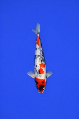 d404e779-ef5d-433a-ae03-01df6ba3a986