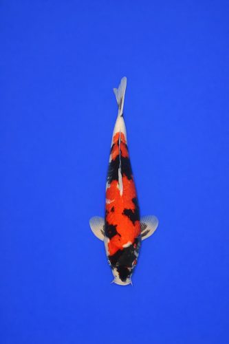 d77babfa-2710-4fac-82d3-c4f4e9e4569d