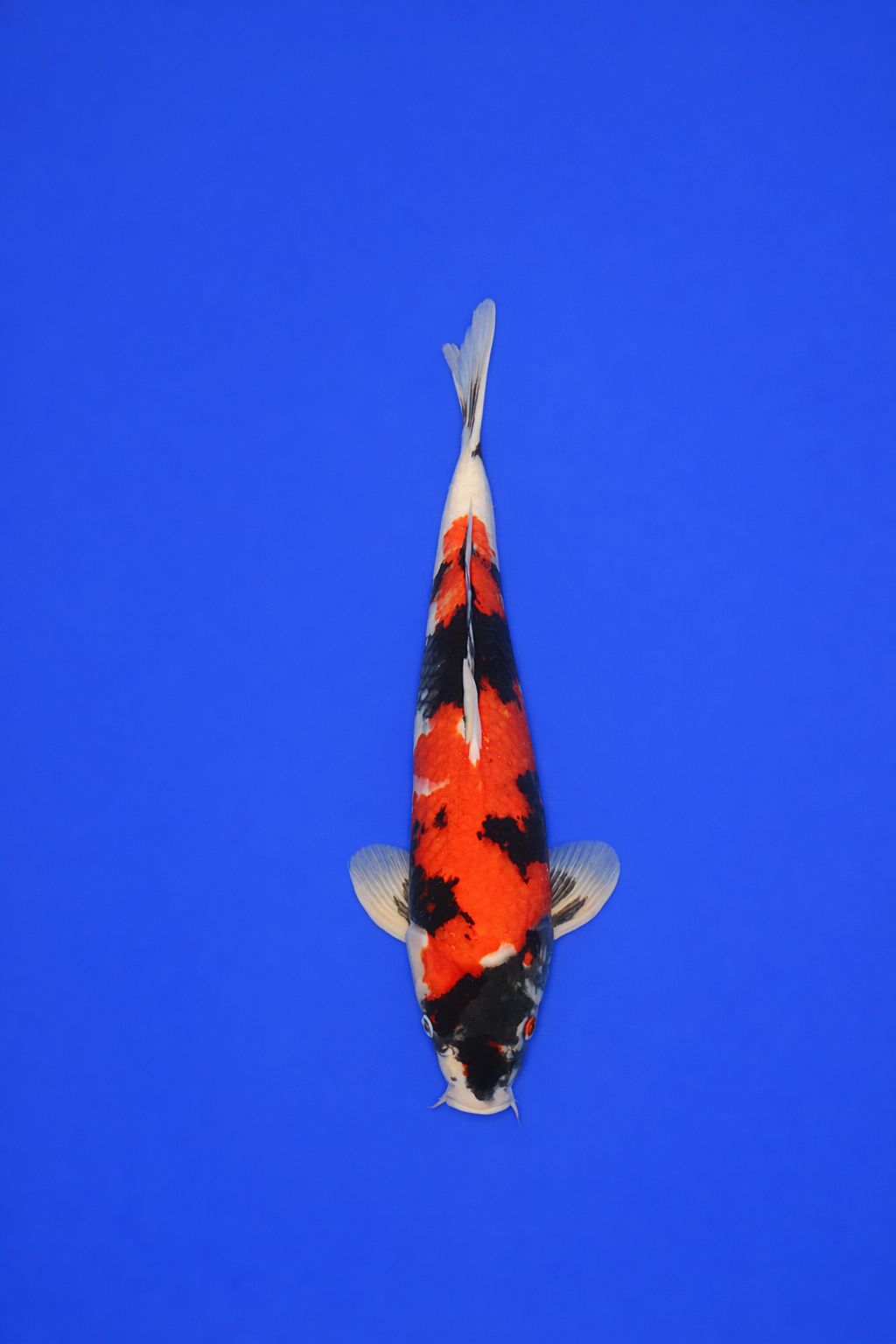 d77babfa-2710-4fac-82d3-c4f4e9e4569d