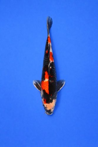 d830c588-96f6-4c0c-96f9-a8795387790b