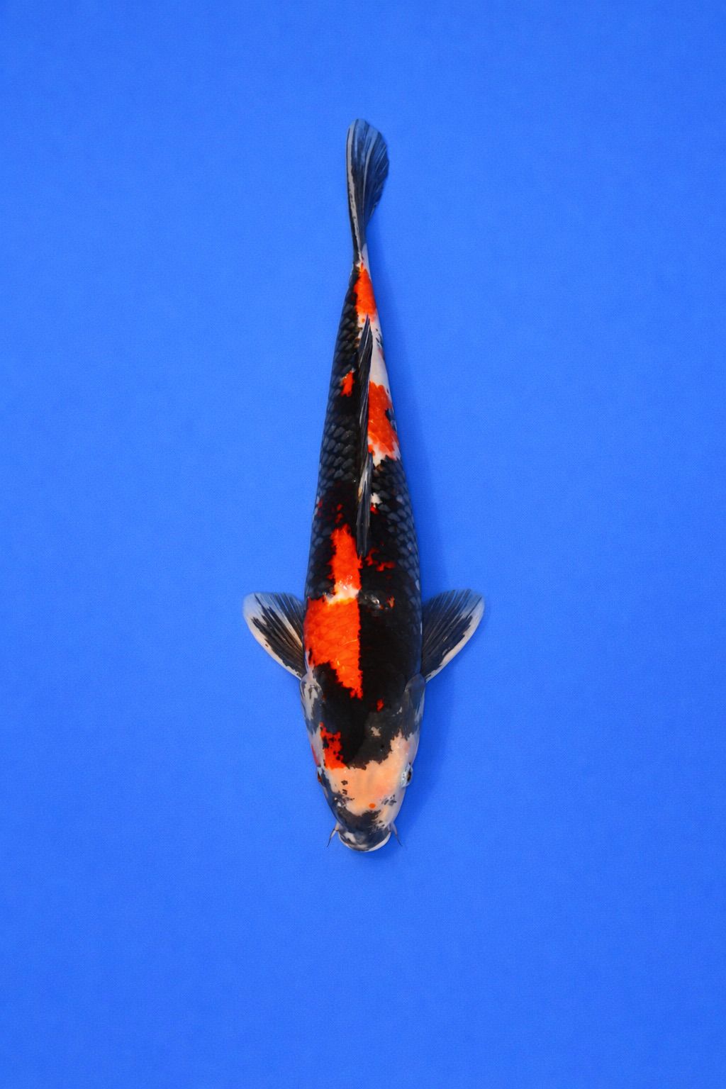 d830c588-96f6-4c0c-96f9-a8795387790b