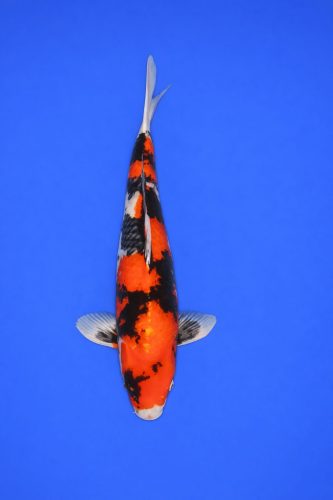 df29fef1-d989-4ee5-be5b-20b0e040348a