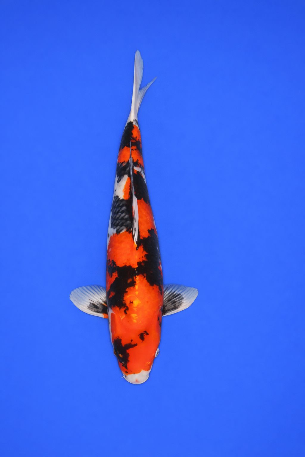 df29fef1-d989-4ee5-be5b-20b0e040348a