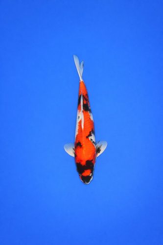 e3905803-9846-4886-8c75-27cd0bacc185