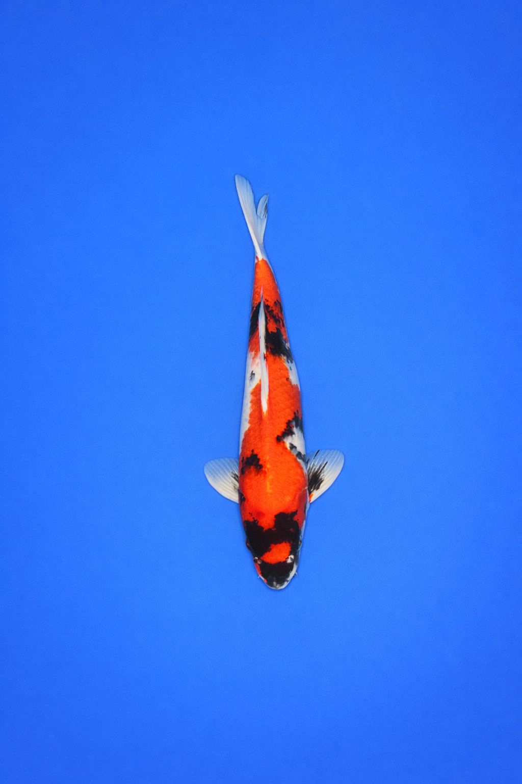 e3905803-9846-4886-8c75-27cd0bacc185