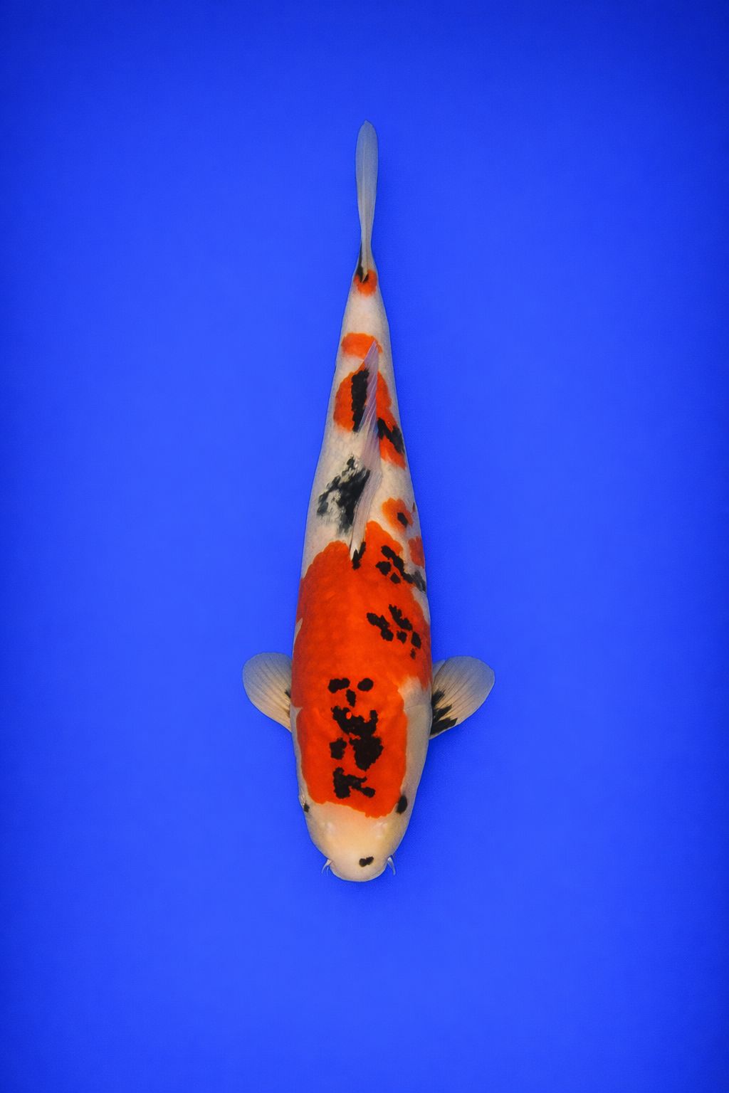 f40850db-21ce-4736-a0ed-65795633dcd0 f40850db-21ce-4736-a0ed-65795633dcd0