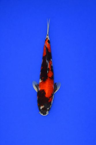 faaf1eb6-df3b-4dae-8592-33d3a961be1c