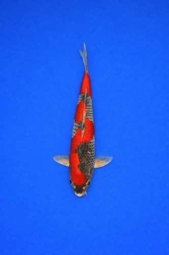 AAO - 002 - 695EUR AAO - 002 - 695EUR