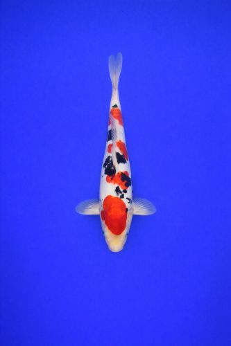 AAO - 005 - 695EUR AAO - 005 - 695EUR