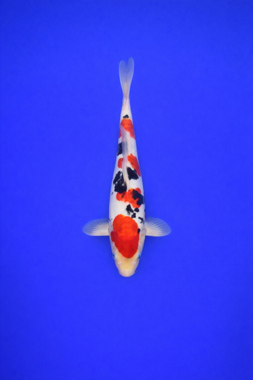 AAO - 005 - 695EUR AAO - 005 - 695EUR