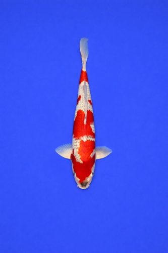 AAO - 010 - 695EUR AAO - 010 - 695EUR