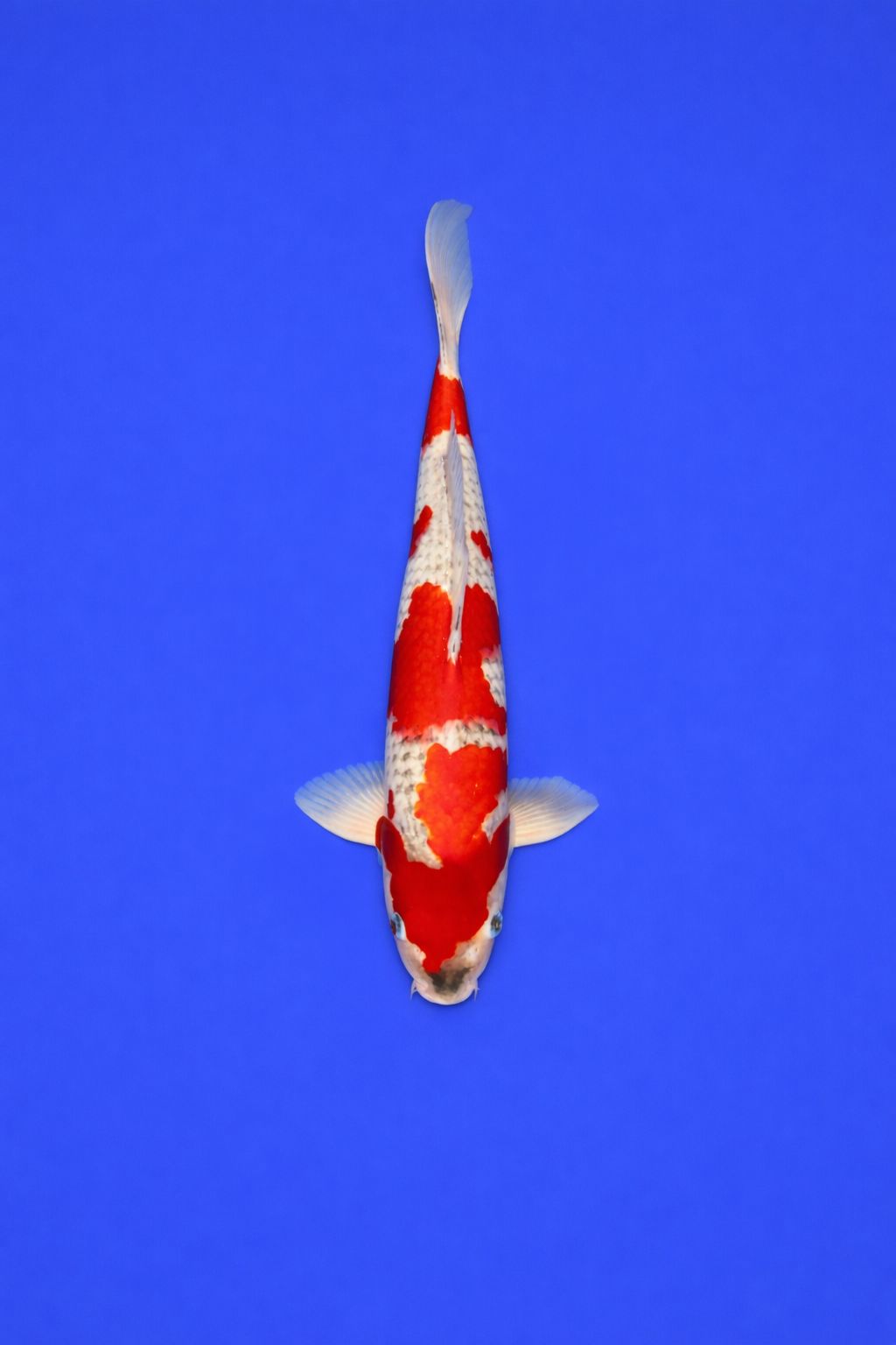 AAO - 010 - 695EUR AAO - 010 - 695EUR