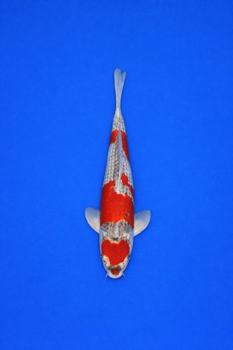 AAO - 012 - 695EUR AAO - 012 - 695EUR