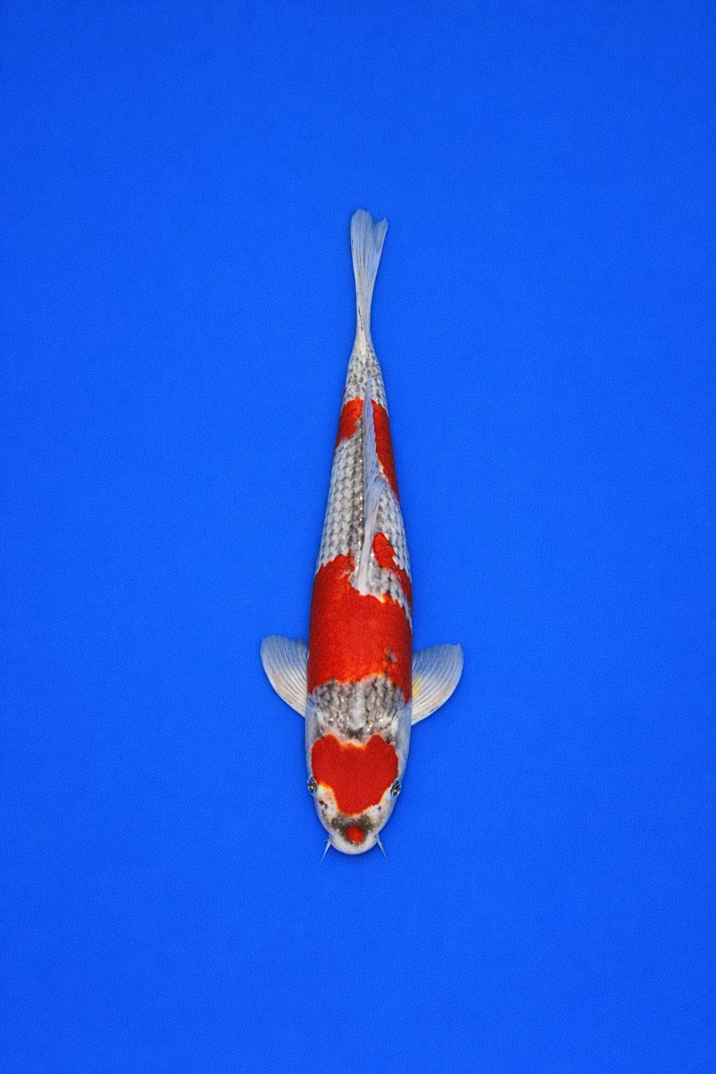 AAO - 012 - 695EUR AAO - 012 - 695EUR