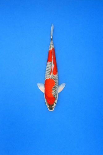 AAO - 013 - 695EUR AAO - 013 - 695EUR