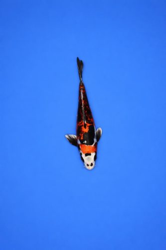 AAO - 016 - 595EUR AAO - 016 - 595EUR