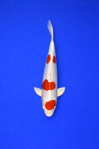 AAO - 019 - 595EUR AAO - 019 - 595EUR