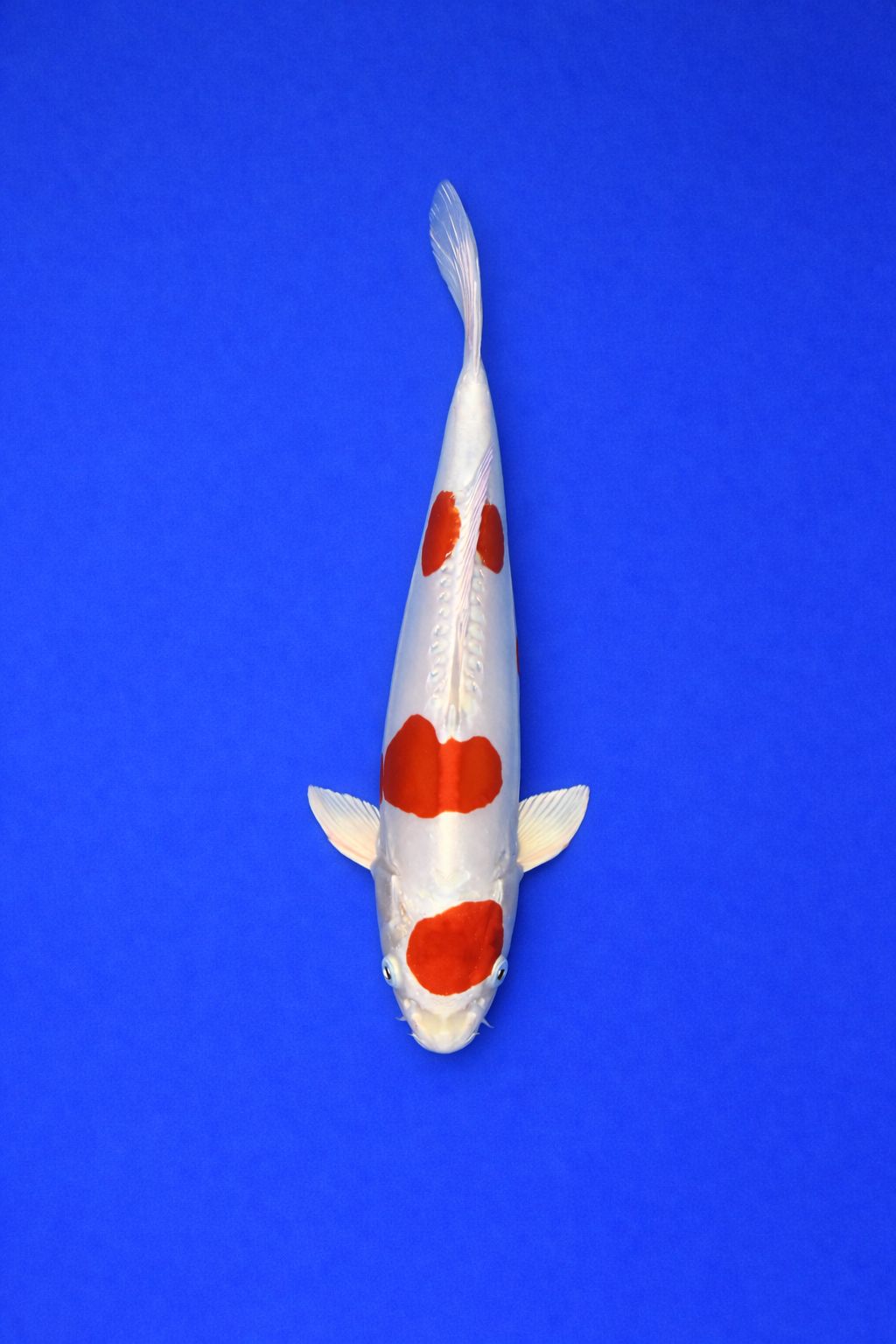 AAO - 019 - 595EUR AAO - 019 - 595EUR