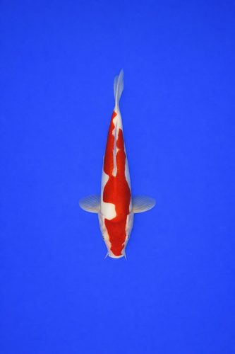 AAO - 032 - 449EUR AAO - 032 - 449EUR