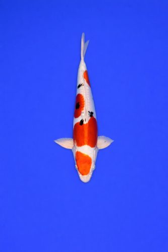 AAO - 046 - 495EUR AAO - 046 - 495EUR