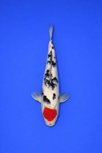 MANO-24-Tancho Sanke