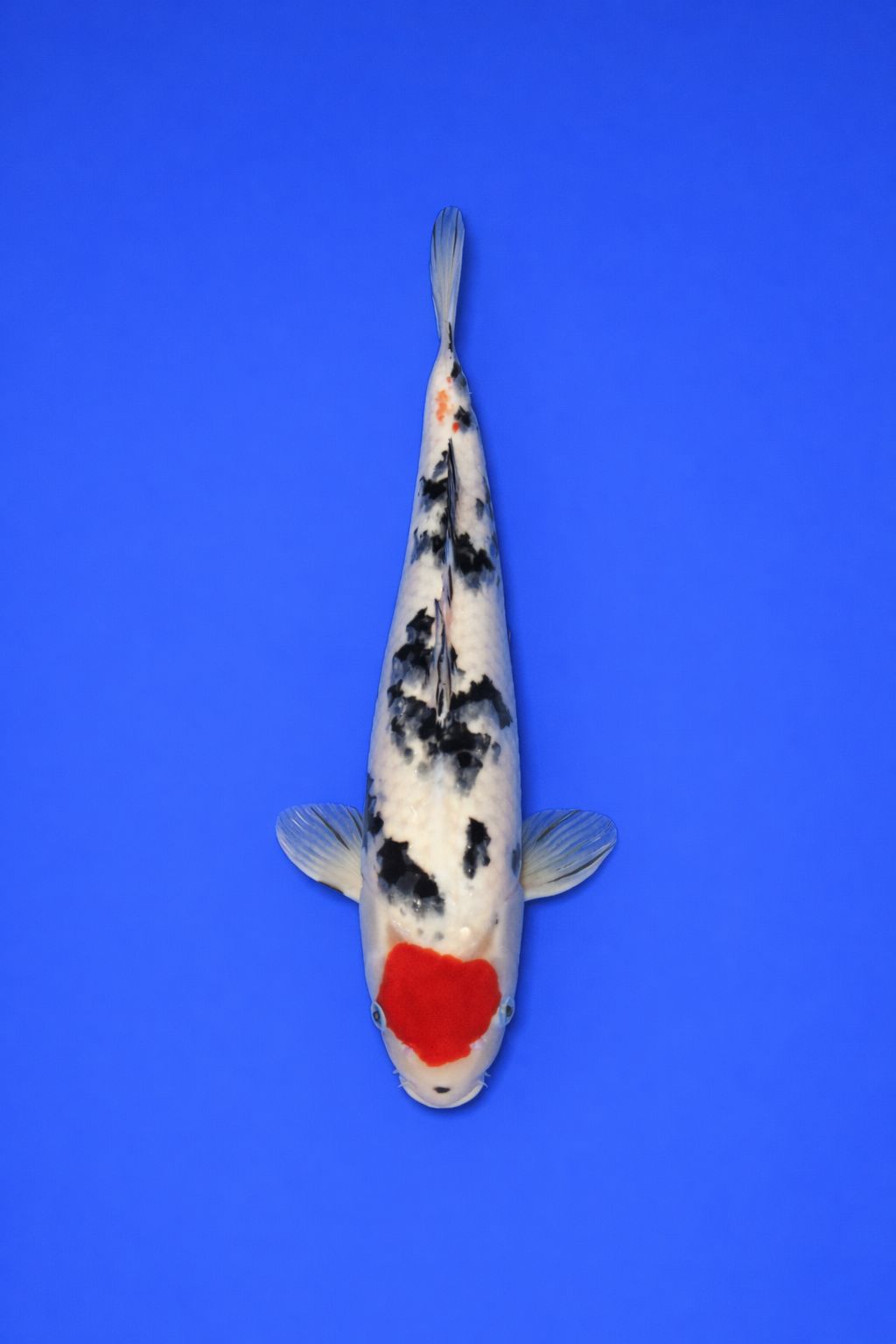 MANO-24-Tancho Sanke